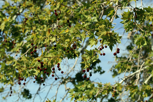 Platanus racemosa (California Sycamore)