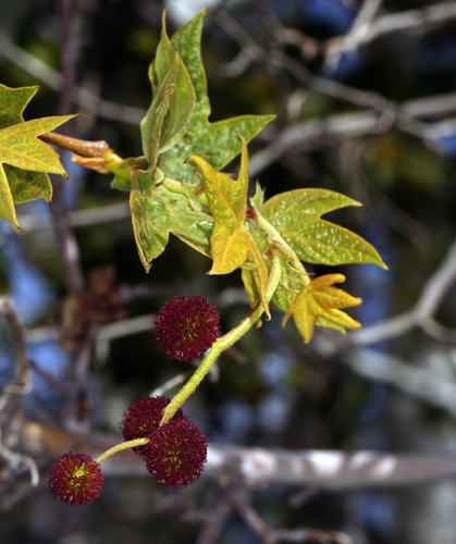 Platanus racemosa (California Sycamore)