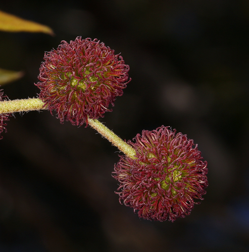 Platanus racemosa (California Sycamore)