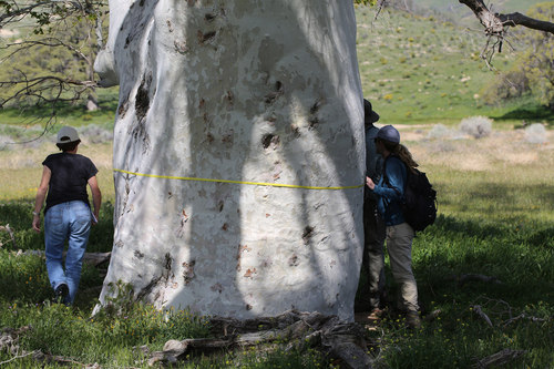 Platanus racemosa (California Sycamore)