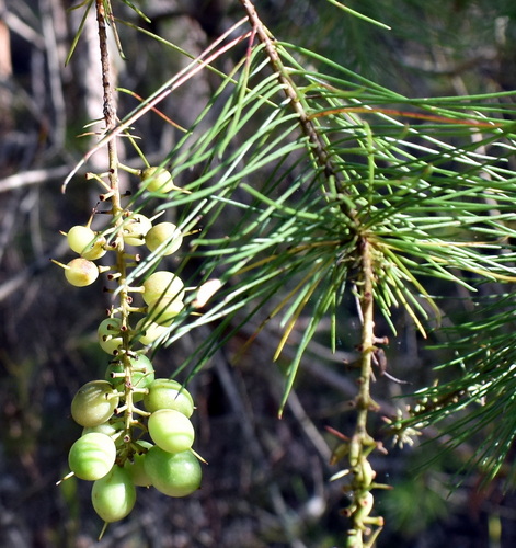 Persoonia pinifolia (Pine-leaf Geebung)