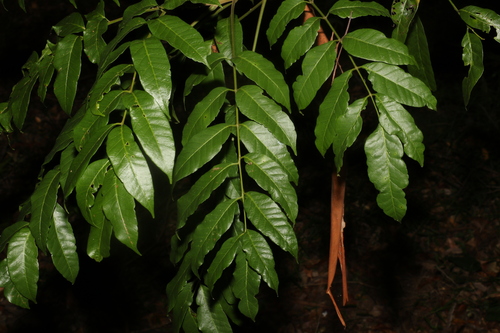 Rhodosphaera rhodanthema (deep yellow wood) (alternate view 3)