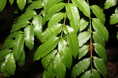 Rhodosphaera rhodanthema (deep yellow wood) (alternate view 4)