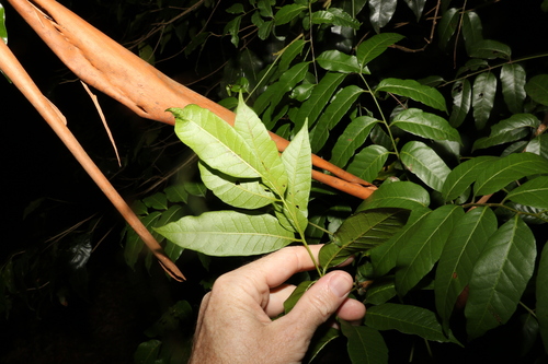 Rhodosphaera rhodanthema (deep yellow wood) (alternate view 5)
