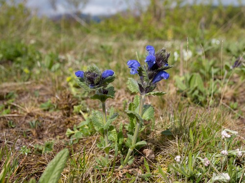 Dracocephalum grandiflorum (Large-flowered Dragonhead)
