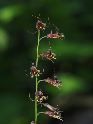 Tolmiea menziesii (piggy-back plant)