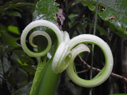 Alocasia odora (Upright Elephant Ear)