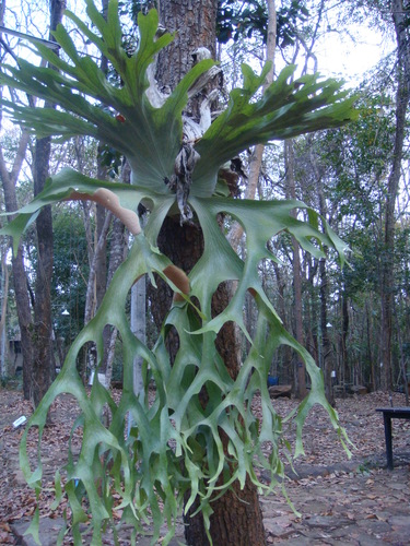 Platycerium (staghorn ferns) (alternate view 10)