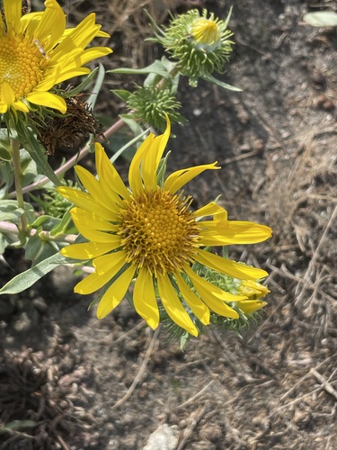 Grindelia integrifolia (Puget Sound Gumweed) (alternate view 7)