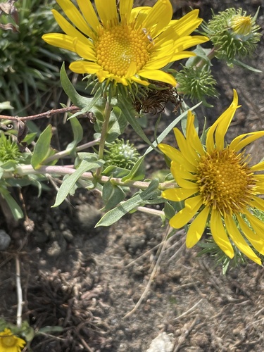Grindelia integrifolia (Puget Sound Gumweed) (alternate view 8)