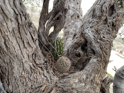 Olneya tesota (desert ironwood)