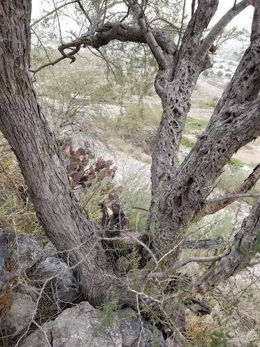 Olneya tesota (desert ironwood) (alternate view 2)