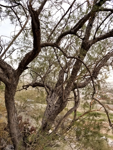Olneya tesota (desert ironwood) (alternate view 3)