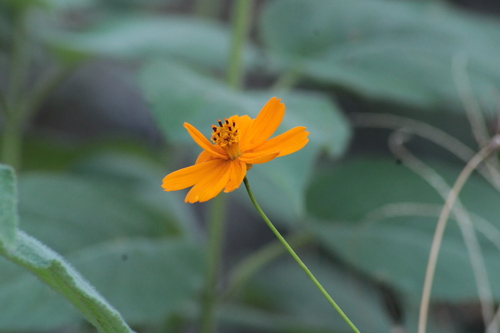 Cosmos sulphureus (Yellow Cosmos) (alternate view 4)