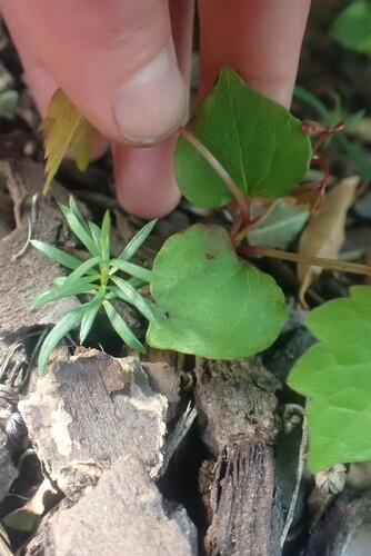 Parthenocissus tricuspidata (Boston ivy) (alternate view 4)