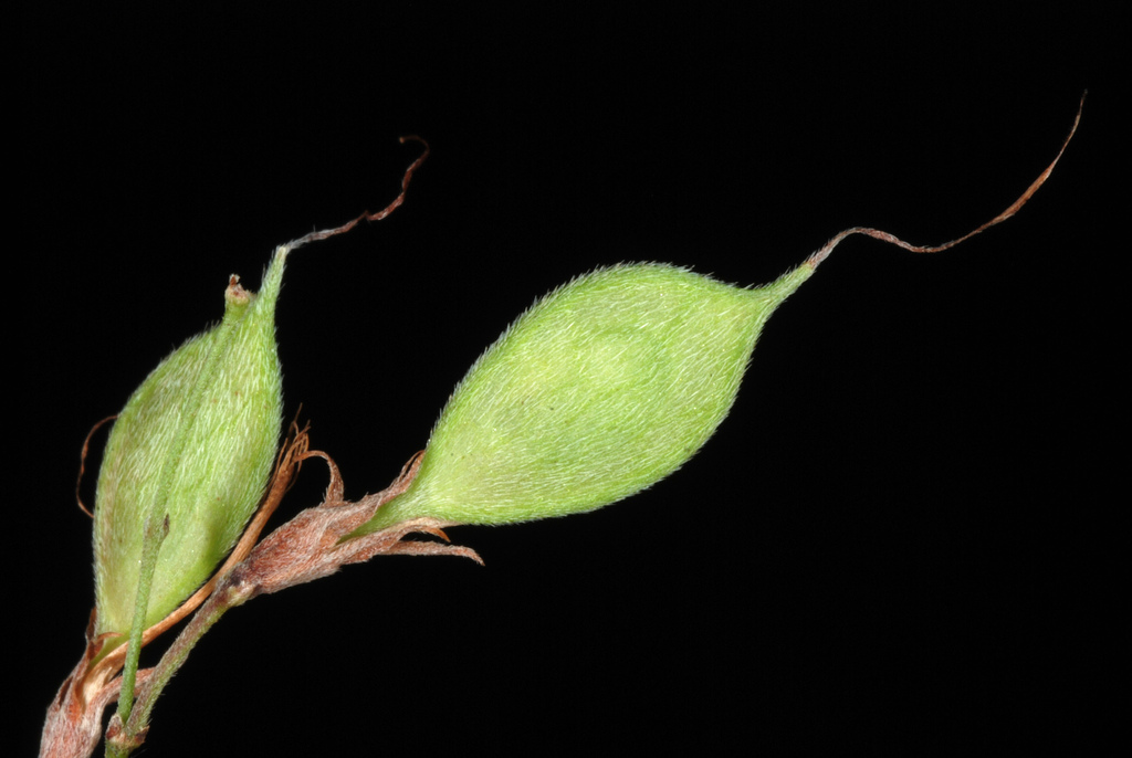 Lespedeza thunbergii, Thunberg bush clover — mounding deciduous (Fabaceae) (image 1 of 10)