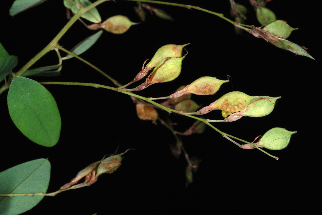 Lespedeza thunbergii, Thunberg bush clover — mounding deciduous (Fabaceae) (image 2 of 10)