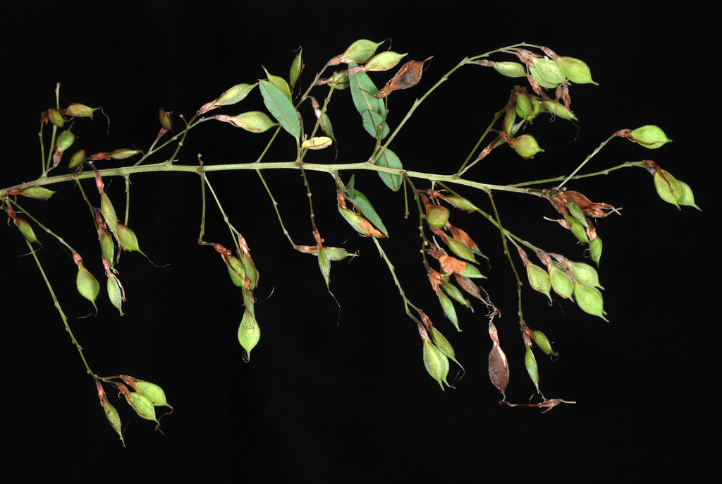 Lespedeza thunbergii, Thunberg bush clover — mounding deciduous (Fabaceae) (image 3 of 10)