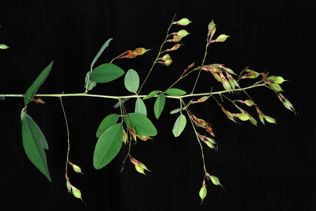 Lespedeza thunbergii, Thunberg bush clover — mounding deciduous (Fabaceae) (image 4 of 10)