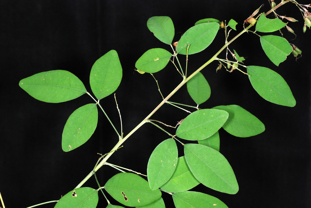 Lespedeza thunbergii, Thunberg bush clover — mounding deciduous (Fabaceae) (image 5 of 10)