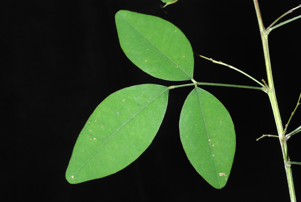 Lespedeza thunbergii, Thunberg bush clover — mounding deciduous (Fabaceae) (image 6 of 10)
