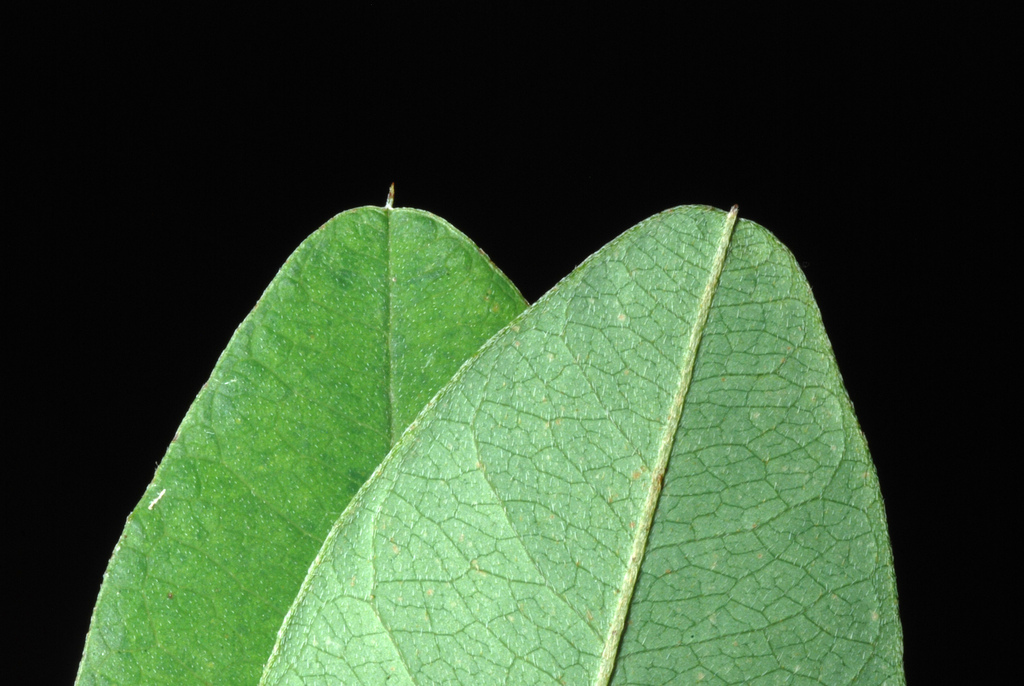 Lespedeza thunbergii, Thunberg bush clover — mounding deciduous (Fabaceae) (image 7 of 10)