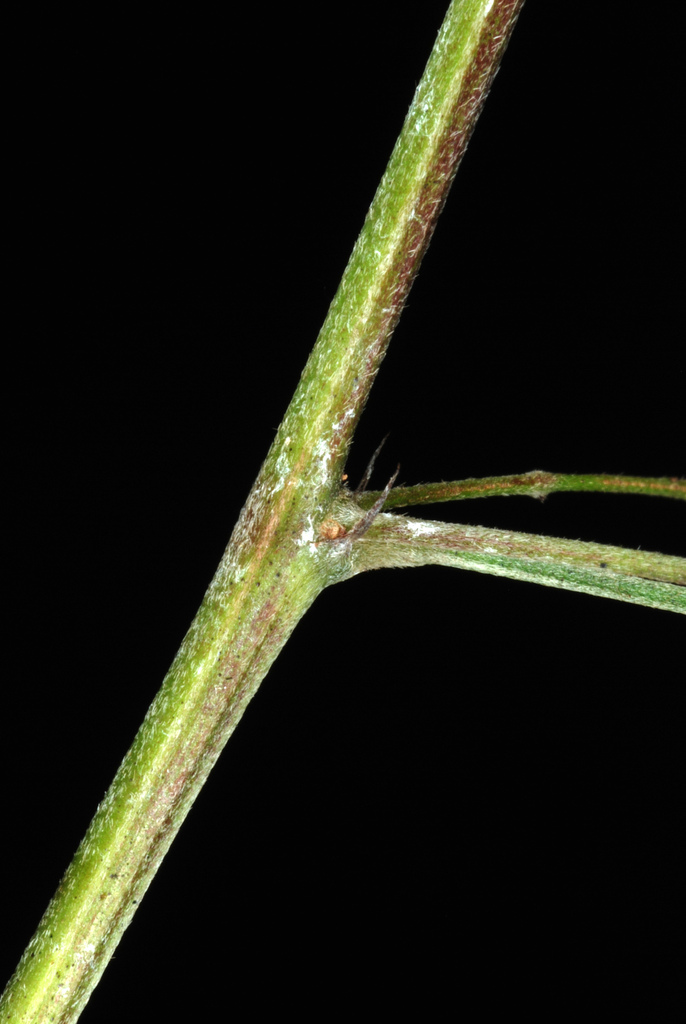 Lespedeza thunbergii, Thunberg bush clover — mounding deciduous (Fabaceae) (image 8 of 10)