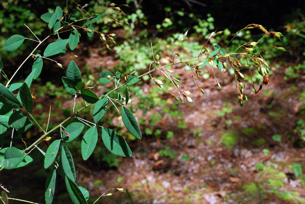 Lespedeza thunbergii, Thunberg bush clover — mounding deciduous (Fabaceae) (image 9 of 10)