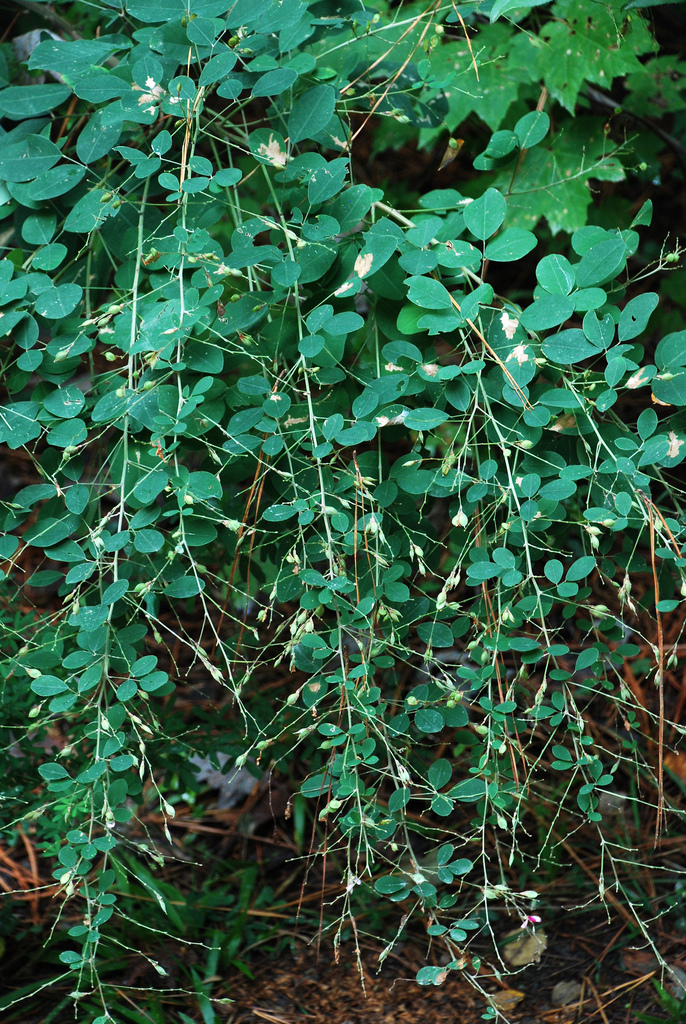 Lespedeza thunbergii, Thunberg bush clover — mounding deciduous (Fabaceae) (image 10 of 10)