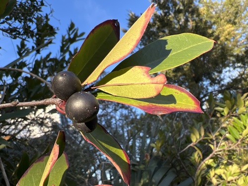Prunus caroliniana (Carolina laurelcherry) (alternate view 8)