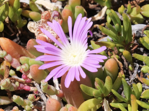 Disphyma crassifolium (Purple Dewplant) (alternate view 5)
