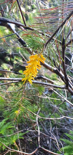 Persoonia pinifolia (Pine-leaf Geebung) (alternate view 4)