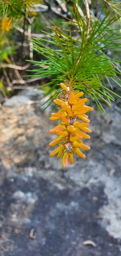 Persoonia pinifolia (Pine-leaf Geebung) (alternate view 5)