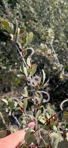 Cercocarpus montanus (Alderleaf Mountain Mahogany)