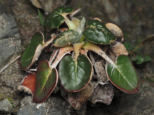 Eriogonum latifolium (Seaside Buckwheat) (alternate view 6)