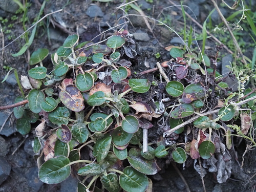 Eriogonum latifolium (Seaside Buckwheat) (alternate view 8)