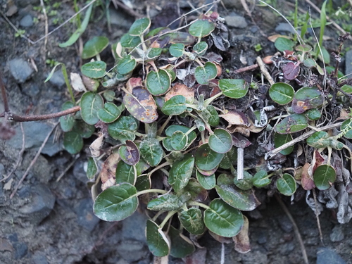 Eriogonum latifolium (Seaside Buckwheat) (alternate view 7)