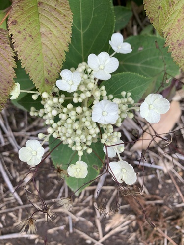 Hydrangea petiolaris (climbing hydrangea) (alternate view 2)