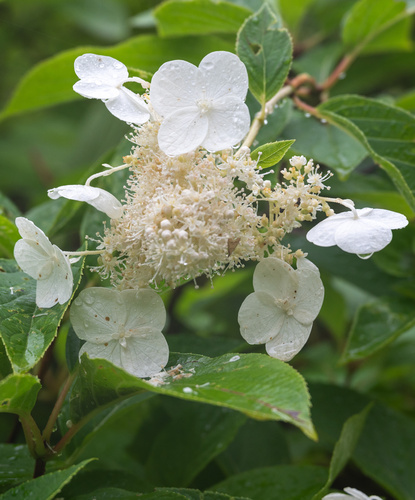 Hydrangea petiolaris (climbing hydrangea)