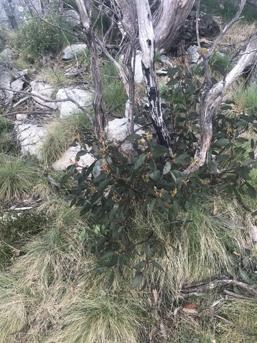 Eucalyptus pauciflora ssp. debeuzevillei (Jounama Snow Gum) (alternate view 4)