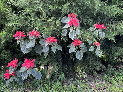 Euphorbia pulcherrima (Poinsettia)