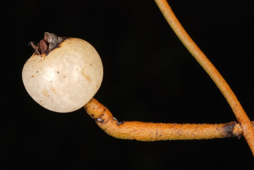 Cassytha filiformis (laurel dodder) (alternate view 5)
