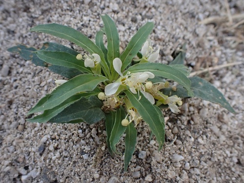 Eremothera boothii (Booth's Evening Primrose) (alternate view 9)