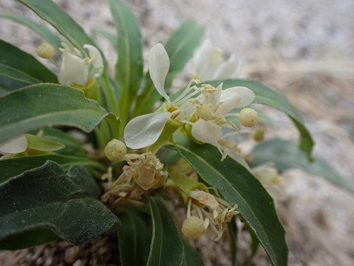Eremothera boothii (Booth's Evening Primrose) (alternate view 8)