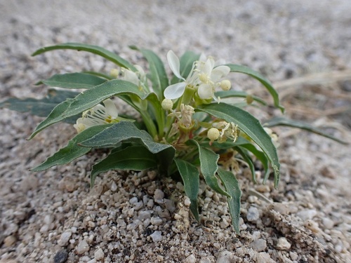 Eremothera boothii (Booth's Evening Primrose) (alternate view 7)