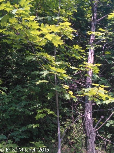 Acer saccharum (sugar maple) (alternate view 6)