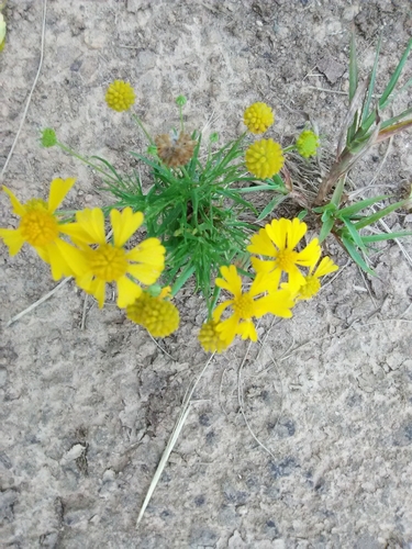 Helenium amarum (Bitterweed) (alternate view 6)