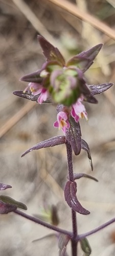 Odontites vernus (Red Bartsia)