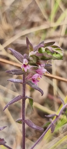 Odontites vernus (Red Bartsia)