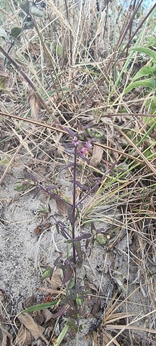 Odontites vernus (Red Bartsia)